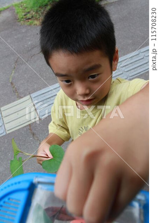 子どもの虫取り 115708230