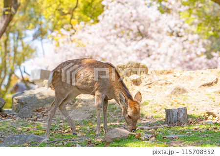 【春】奈良公園の鹿【桜】 115708352