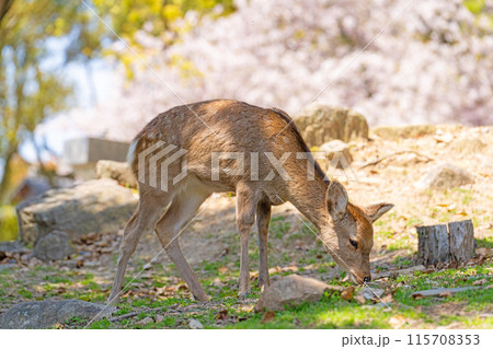 【春】奈良公園の鹿【桜】 115708353