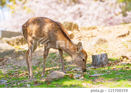 【春】奈良公園の鹿【桜】 【春】奈良公園の鹿【桜】 115708359