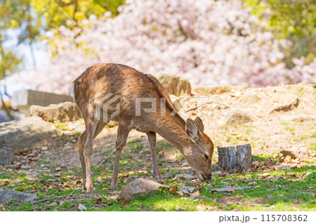 【春】奈良公園の鹿【桜】 【春】奈良公園の鹿【桜】 115708362