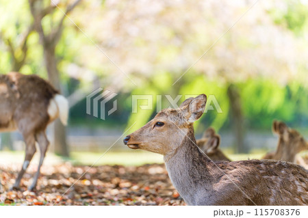 【春】奈良公園の鹿【桜】 【春】奈良公園の鹿【桜】 115708376