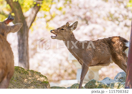 【春】奈良公園の鹿【桜】 【春】奈良公園の鹿【桜】 115708382