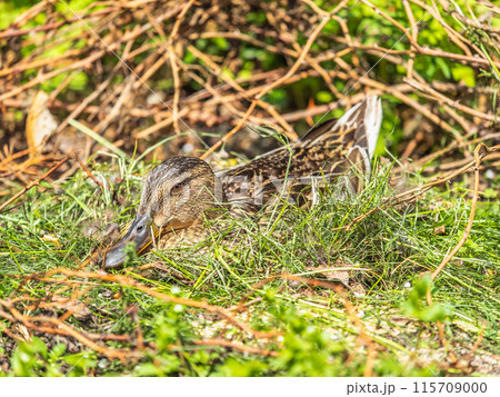 Duck hatching ducklings. Duck nest Duck hatching ducklings. Duck nest 115709000