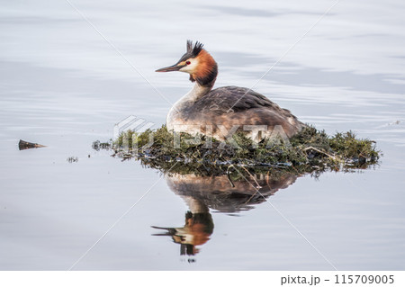 Great Crested Grebe, Podiceps cristatus, water bird sitting on the nest, nesting time on the green lake 115709005