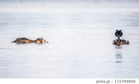Two male grebes fighting in water. The great crested grebe, Podiceps cristatus 115709008