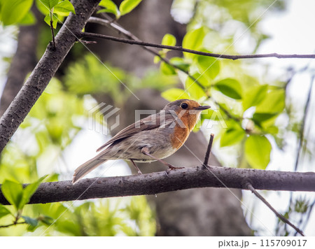 European Robin, Erithacus rubecula, song bird sits on tree in the spring forest or park European Robin, Erithacus rubecula, song bird sits on tree in the spring forest or park 115709017