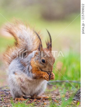 Squirrel eats a nut while sitting in green grass. Eurasian red squirrel, Sciurus vulgaris Squirrel eats a nut while sitting in green grass. Eurasian red squirrel, Sciurus vulgaris 115709022