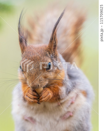The squirrel with nut sits on a branches in the spring or summer. The squirrel with nut sits on a branches in the spring or summer. 115709025
