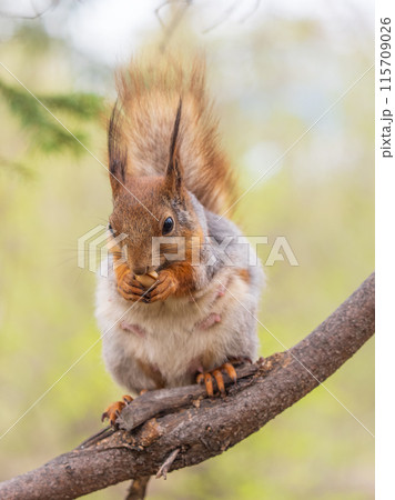 The squirrel with nut sits on a branches in the spring or summer. The squirrel with nut sits on a branches in the spring or summer. 115709026