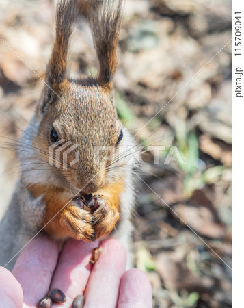 A squirrel in the spring or autumn eats nuts from a human hand. Eurasian red squirrel, Sciurus vulgaris A squirrel in the spring or autumn eats nuts from a human hand. Eurasian red squirrel, Sciurus vulgaris 115709041