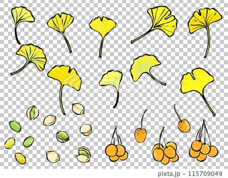 墨、筆タッチのイチョウの葉っぱと銀杏の線画イラストセット 115709049