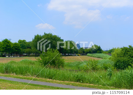 千葉県流山市大堀川水辺公園周辺2024年6月 115709114