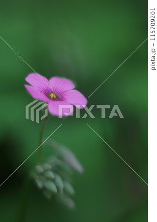 野に咲くピンクの小さなイモカタバミの花 野に咲くピンクの小さなイモカタバミの花 115709201