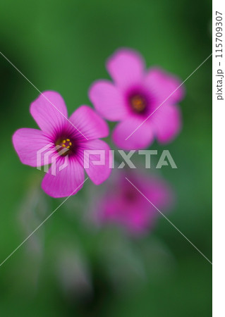 濃いピンクのイモカタバミの花 115709307