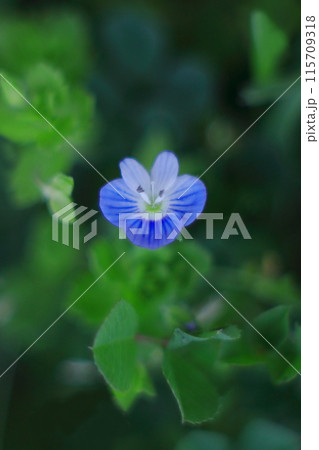 青いオオイヌノフグリの花 青いオオイヌノフグリの花 115709318