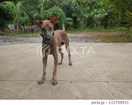 Portrait of cute Thai Ridgeback dog standing on concrete floor in the park 115709915