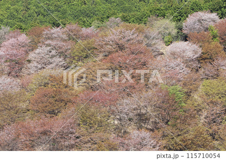 吉野 一目千本桜 吉水神社　奈良県 115710054
