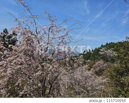 吉野 一目千本桜 吉水神社 奈良県 吉野 一目千本桜 吉水神社 奈良県 115710058