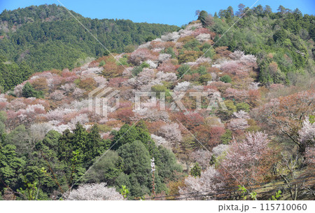 吉野 一目千本桜 吉水神社　奈良県 115710060