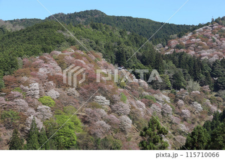 吉野 一目千本桜 吉水神社　奈良県 115710066
