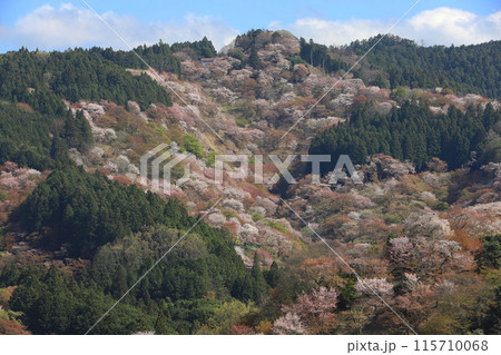 吉野 一目千本桜 吉水神社 奈良県 吉野 一目千本桜 吉水神社 奈良県 115710068