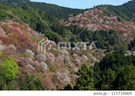 吉野 一目千本桜 吉水神社 奈良県 吉野 一目千本桜 吉水神社 奈良県 115710069
