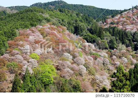吉野 一目千本桜 吉水神社 奈良県 吉野 一目千本桜 吉水神社 奈良県 115710070