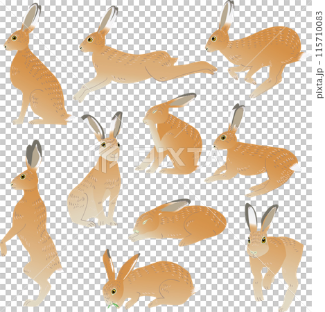 10種類の様々なポーズをするヨーロッパノウサギのベクターイラスト 115710083