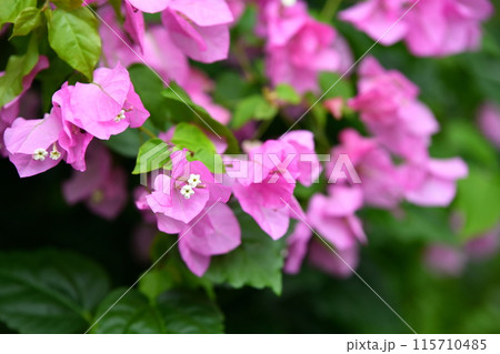 薔薇の花 115710485