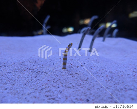 生物 115710614