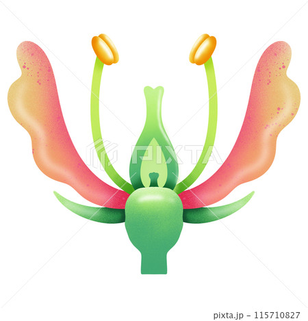 Structure of Hypogynous flower illustration by hand drawn 115710827