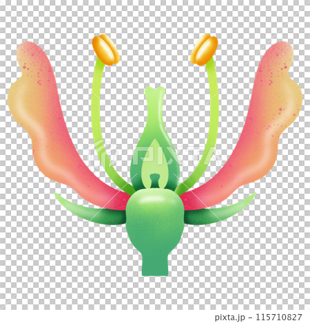 Structure of Hypogynous flower illustration by hand drawn 115710827