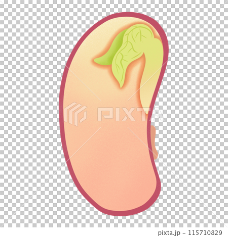 Germinated Bean Illustration by hand drawn Germinated Bean Illustration by hand drawn 115710829