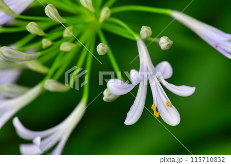 アガパンサスの花 115710832