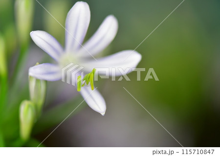 アガパンサスの花 115710847