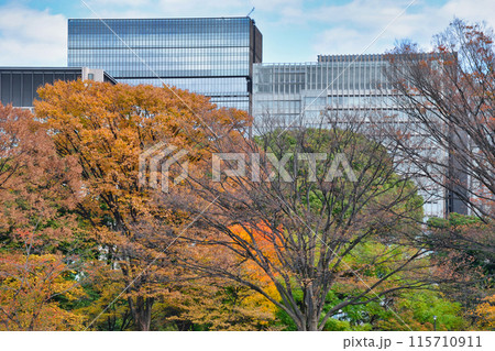 皇居東御苑の美しい紅葉と高層ビル（東京都千代田区） 115710911