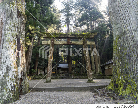 早朝の室生龍穴神社と御神木 115710954