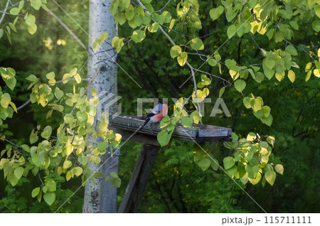 Bullfinch (Latin: Pyrrhula pyrrhula) is a songbird on a bird feeder in the forest. Photo project "Birds of Eastern Siberia" 115711111