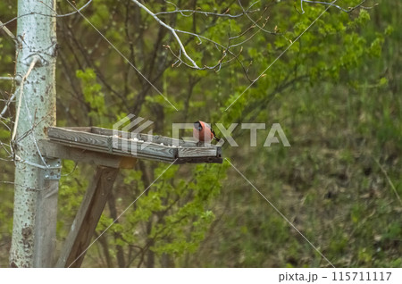 Bullfinch (Latin: Pyrrhula pyrrhula) is a songbird on a bird feeder in the forest. Photo project "Birds of Eastern Siberia" 115711117