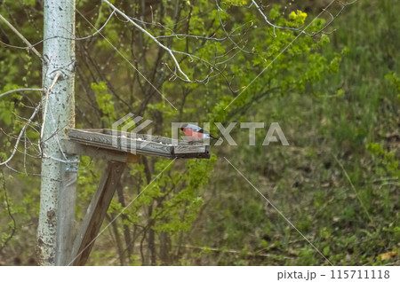 Bullfinch (Latin: Pyrrhula pyrrhula) is a songbird on a bird feeder in the forest. Photo project "Birds of Eastern Siberia" 115711118