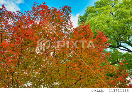 皇居東御苑の美しい紅葉(東京都千代田区) 皇居東御苑の美しい紅葉(東京都千代田区) 115711158