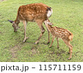 授乳中の鹿の親子 奈良公園 115711159