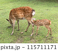 授乳中の鹿の親子 奈良公園 115711171