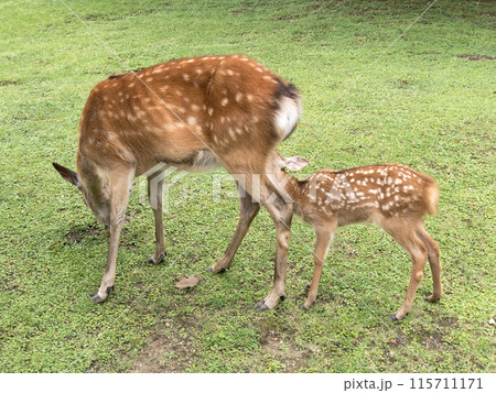 授乳中の鹿の親子 奈良公園 授乳中の鹿の親子 奈良公園 115711171