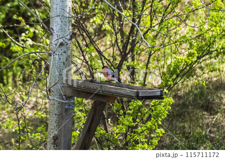 Bullfinch (Latin: Pyrrhula pyrrhula) is a songbird on a bird feeder in the forest. Photo project "Birds of Eastern Siberia" Bullfinch (Latin: Pyrrhula pyrrhula) is a songbird on a bird feeder in the forest. Photo project "Birds of Eastern Siberia" 115711172