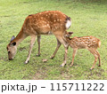 授乳中の鹿の親子 奈良公園 115711222