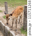 奈良公園の鹿 115711268