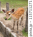 奈良公園の鹿 115711271