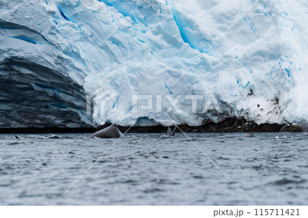 Close-up of the back and dorsal fin of a humpback whale 115711421